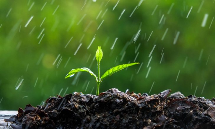 ใช้น้ำประปารดต้นไม้ ทำไมถึงโตช้ากว่าน้ำฝน ?