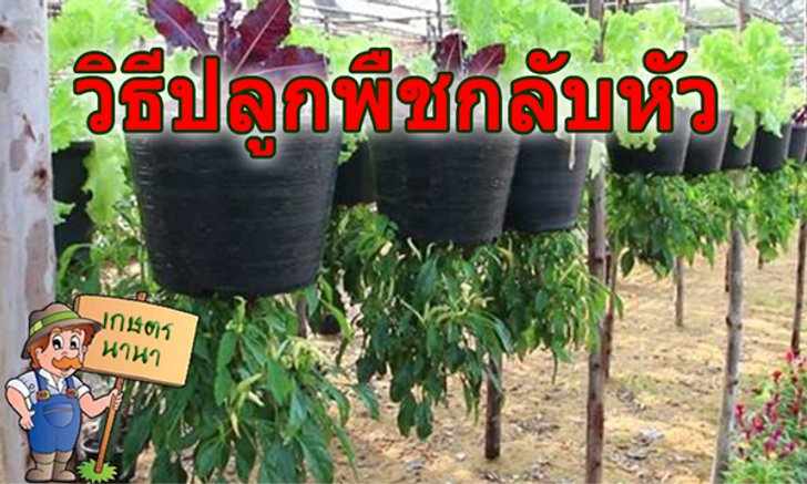 วิธีปลูกพืชกลับหัว
