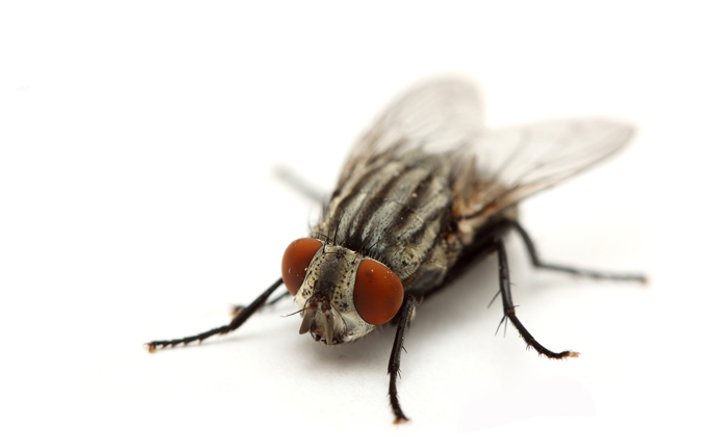 5 วิธีกำจัดแมลงวัน แขกไม่ได้รับเชิญ ที่แสนน่ารำคาญ