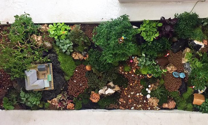 DIY Giant tray garden
