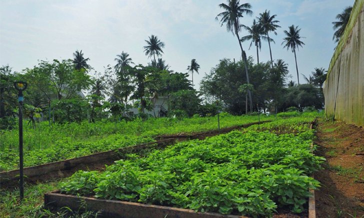 ฟื้นผืนดินบนเกาะหมากเป็น ‘สวนเกษตรอินทรีย์’ มีผักดีๆ กินใช้ ไม่ทำลายสิ่งแวดล้อม