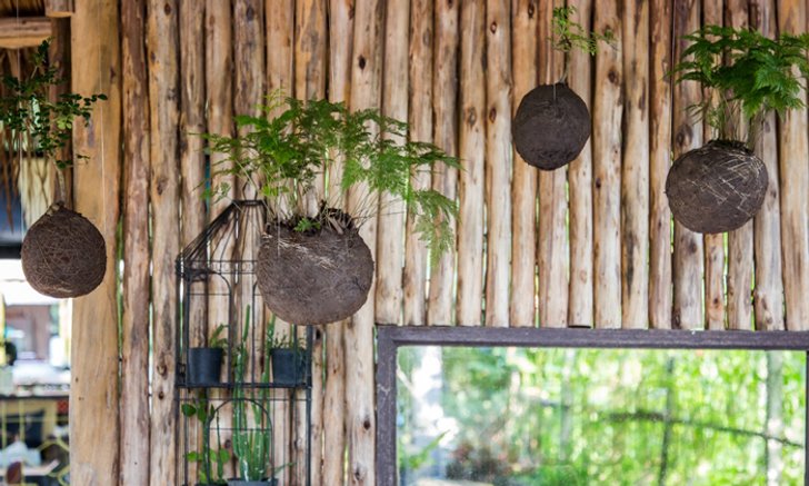 สนุกกับการทำ Kokedama ศิลปะแห่งสวนสวยสไตล์ญี่ปุ่น