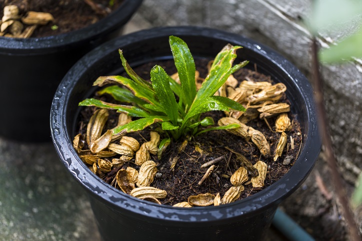 ผักชีฝรั่ง