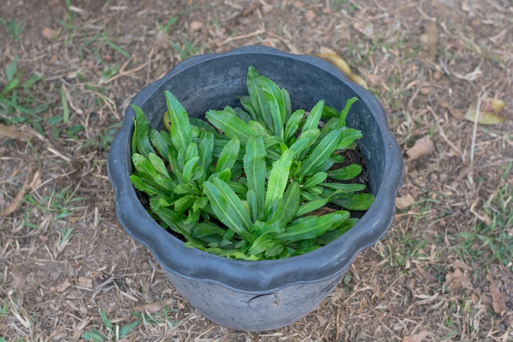 วิธีปลูกผักชีฝรั่ง