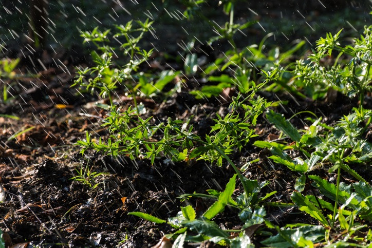 ผักชีฝรั่ง