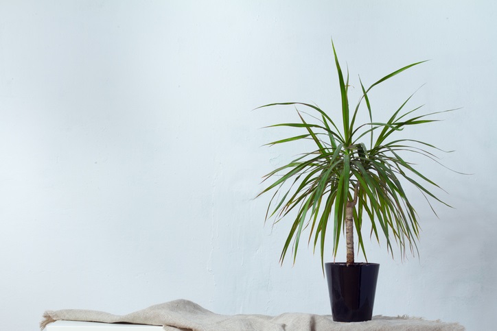 ต้นดราแคนนา