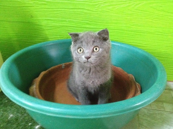 diy ท นอนเย น ให น องแมวก นด กว า