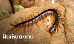 ฝันเห็นตะขาบ ฝันว่าตะขาบกัด หมายความว่าอย่างไร พร้อมเลขเด็ดให้โชค