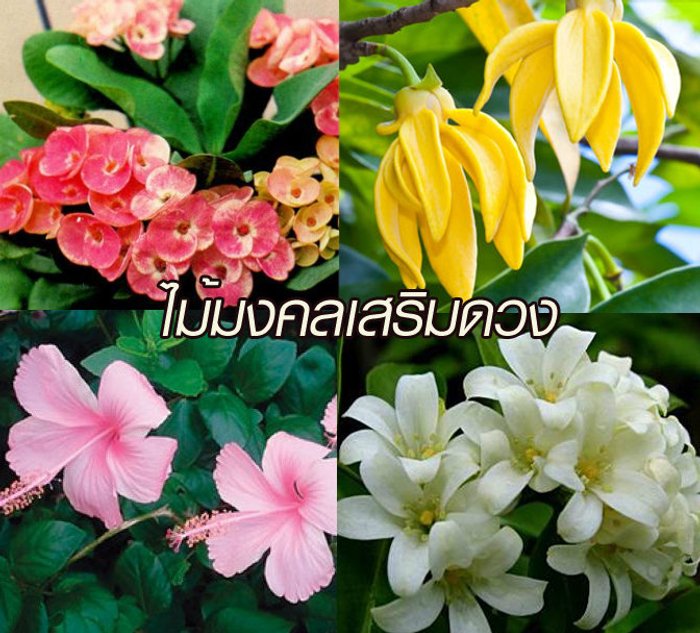 20 ต้นไม้มงคลเสริมดวง เพิ่มโชคลาภ ปลูกไว้ชีวิตราบรื่น