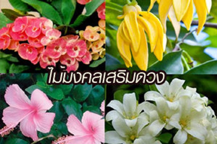 20 ต้นไม้มงคลเสริมดวง ปลูกไว้ชีวิตราบรื่น