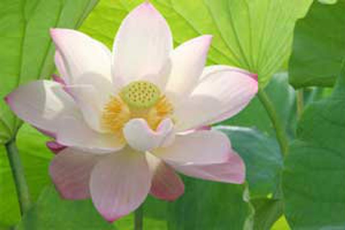 เคล็ดลับเสริมดวงเพิ่มความมงคลในชีวิต