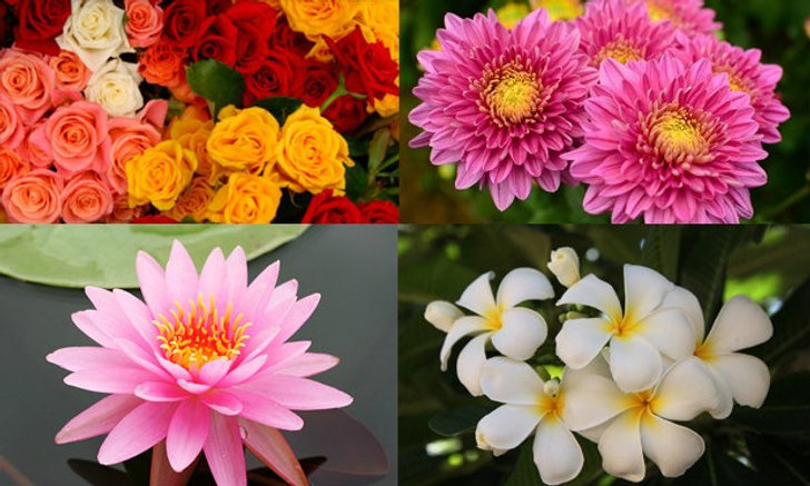 ดอกไม้ประจำ 12 ราศี ความหมายของดอกไม้มงคลในประเทศไทย