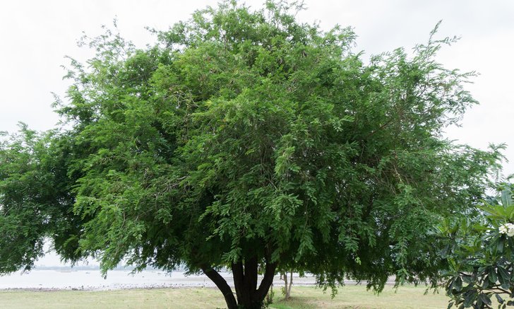 .ต้นไม้มงคลประจำบ้าน ปลูกตามทิศ เสริมความสิริมงคล.