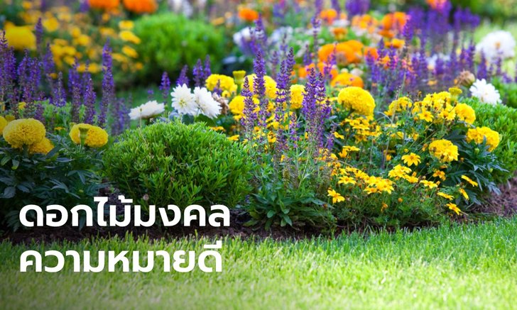 .10 ดอกไม้มงคลความหมายดี ปลูกในบ้านช่วยเสริมสิริมงคล การงาน ความรัก.