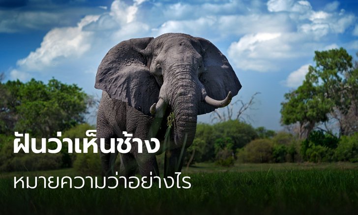 .ทำนายฝัน ฝันว่าเห็นช้าง ฝันว่าได้งาช้าง หมายความว่าอย่างไร พร้อมเลขให้โชคฝันเห็นช้าง.