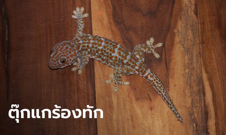 .ตุ๊กแกร้องทัก ความเชื่อโบราณ ลางบอกเหตุดีเหตุร้าย และการให้โชค.