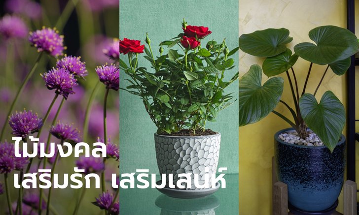 .5 ต้นไม้มงคล เสริมรัก เสริมเสน่ห์.