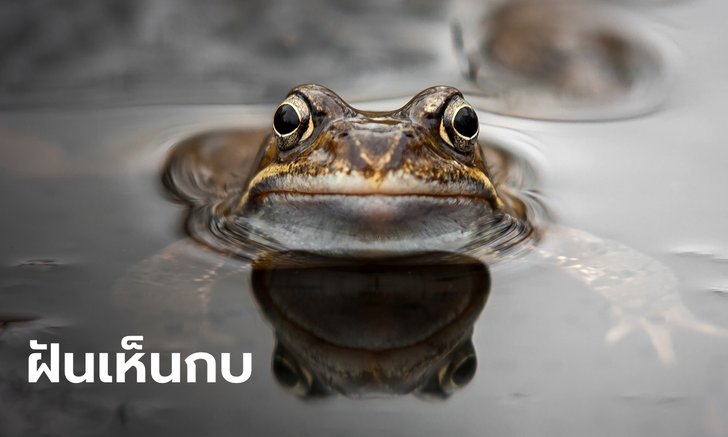 .ฝันเห็นกบ ฝันว่ากินกบ หมายความว่าอย่างไร ดูคำทำนายฝัน และเลขให้โชค.