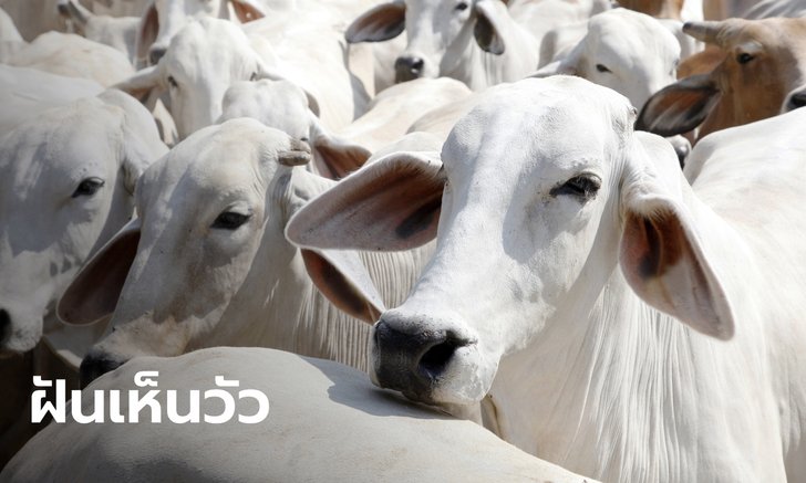 .ทำนายฝัน ฝันเห็นวัว ฝันเห็นวัวหลายตัว หมายความว่าอย่างไร พร้อมเลขให้โชค.