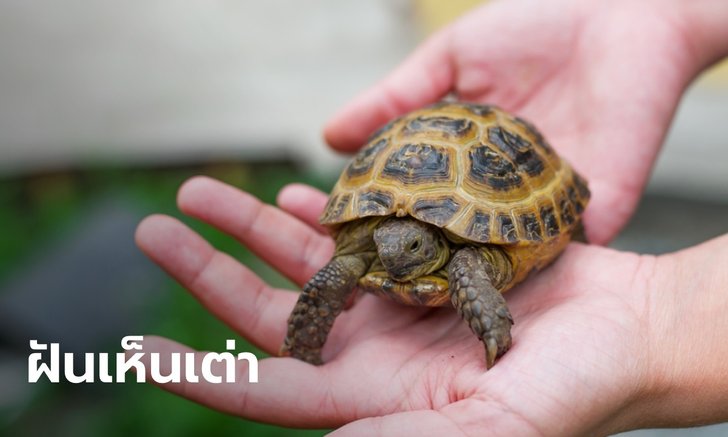 .ทำนายฝัน ฝันเห็นเต่า ฝันว่าปล่อยเต่า หมายความว่าอย่างไร พร้อมเลขให้โชค.