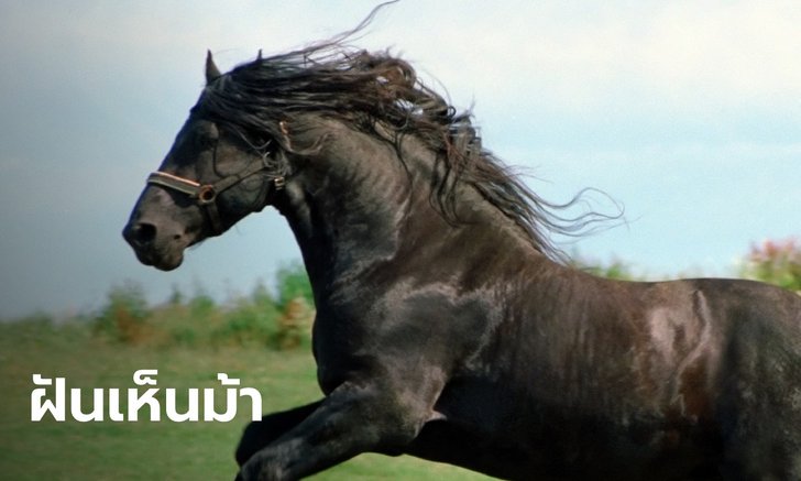 .ทำนายฝัน ฝันเห็นม้า ฝันว่าขี่ม้า หมายความว่าอย่างไร พร้อมเลขให้โชค.