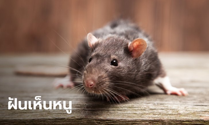 ทำนายฝัน ฝันเห็นหนู ฝันว่าหนูกัด ฝันว่าจับหนู หมายความว่าอย่างไร