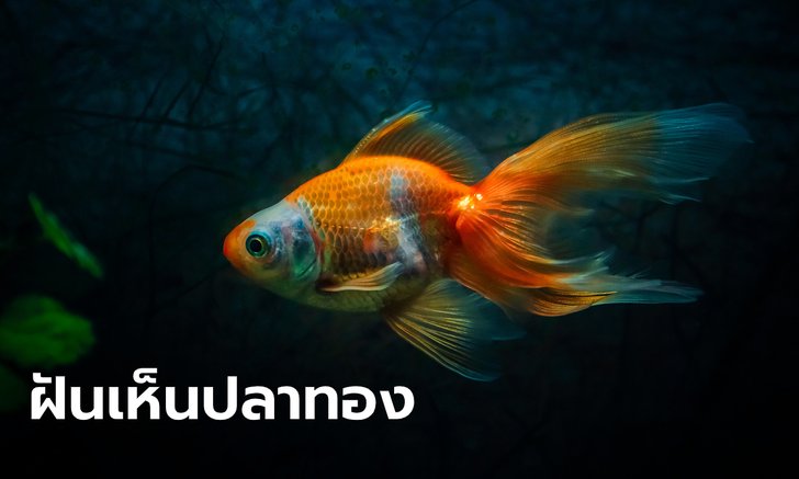.ฝันเห็นปลาทอง ฝันว่าปลาทองตาย หมายความว่าอย่างไร พร้อมเลขให้โชค.