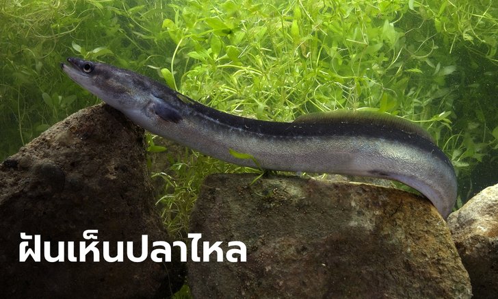 .ทำนายฝัน ฝันเห็นปลาไหล ฝันว่าจับปลาไหล หมายความว่าอย่างไร พร้อมเลขให้โชค.