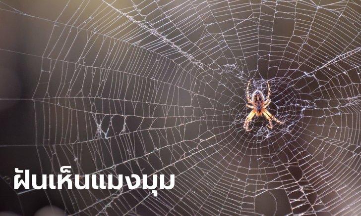.ทำนายฝัน ฝันเห็นแมงมุม ฝันเห็นแมงมุมหลายตัว หมายความว่าอย่างไร พร้อมเลขให้โชค.