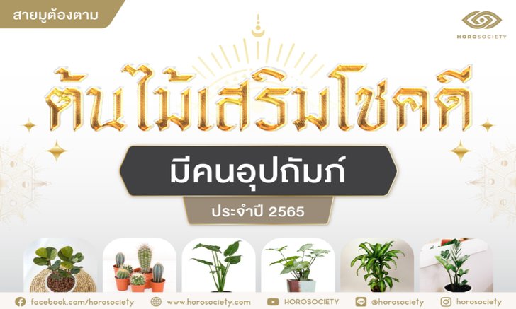 6 ต้นไม้เสริมโชคดี มีคนอุปถัมภ์