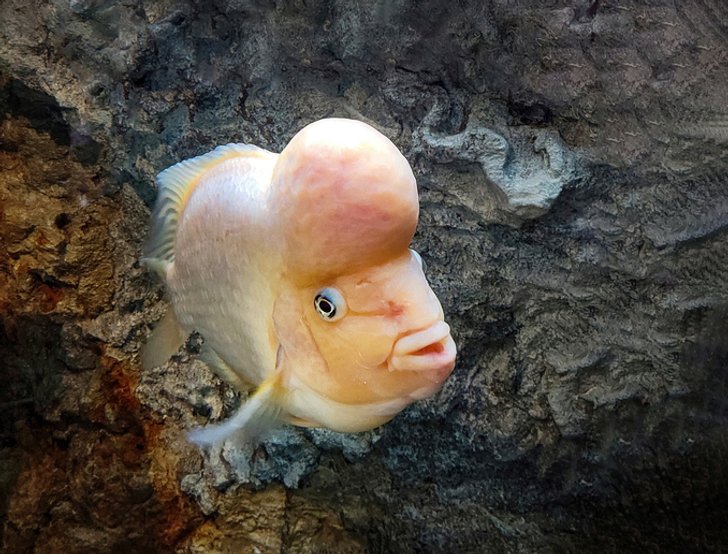 ปลานำโชค