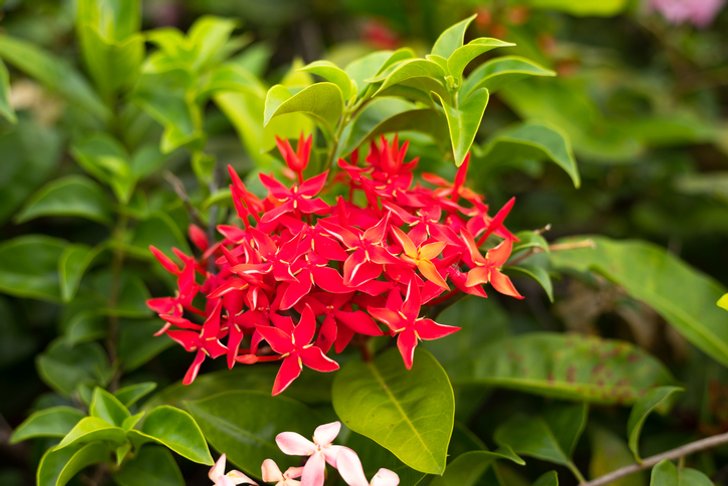 ความหมายดอกเข็ม ไหว้ครู