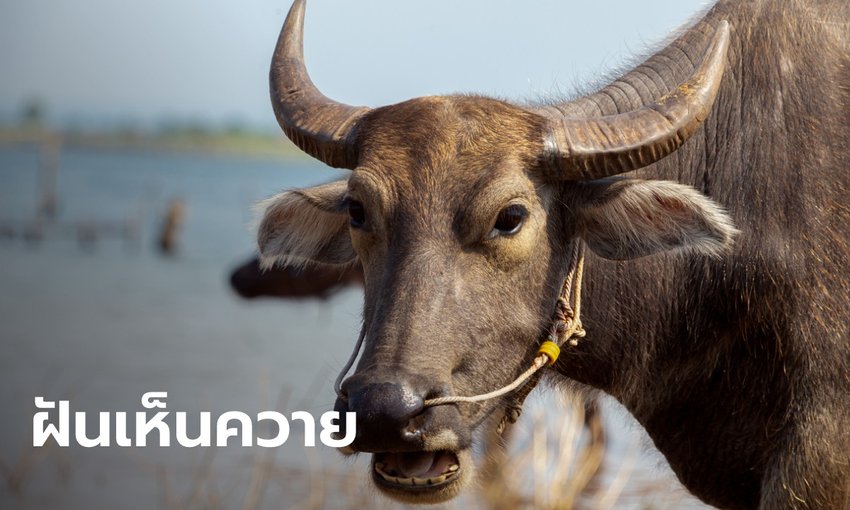 ฝันเห็นควายเปิดคำทำนายพร้อมเลขเด็ด