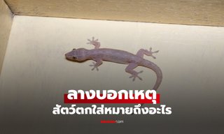ทำนายลางบอกเหตุจาก “สัตว์ตกใส่” ความหมายแต่ละตำแหน่งแม่นจนขนลุก!