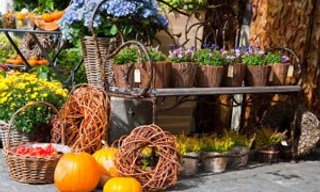 ต้นไม้ประจำวันเกิด