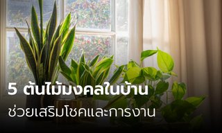5 ต้นไม้มงคลในบ้าน ช่วยเสริมโชคและการงาน