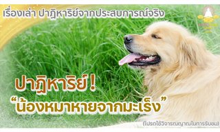 เรื่องเล่าจากประสบการณ์จริง ตอนปาฏิหาริย์น้องหมาหายจากมะเร็ง