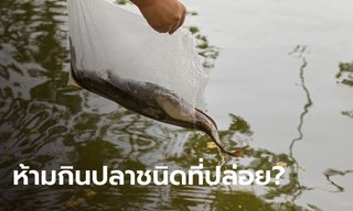 ความเชื่อ ปล่อยปลาชนิดไหน ห้ามกินปลาชนิดนั้น?