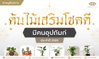 6 ต้นไม้เสริมโชคดี มีคนอุปถัมภ์