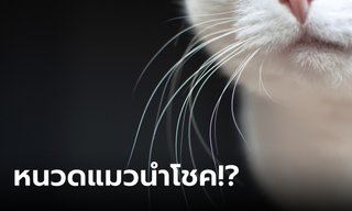 ความเชื่อเกี่ยวกับหนวดแมว และพลังแห่งโชคลาภ