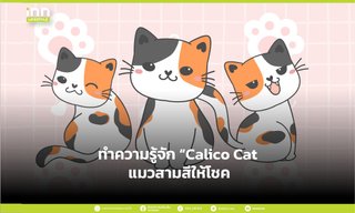 ทำความรู้จัก “Calico Cat” แมวสามสีให้โชค