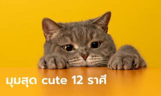 ส่องนิสัย มุมคิ้วท์ๆ ที่สุดแสนจะน่ารักของ 12 ราศี