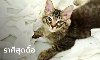ราศีไหนดื้อที่สุด? เปิด 6 ราศีผู้มีนิสัยดื้อรั้น