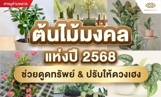 ต้นไม้มงคล แห่งปี 2568 ช่วยดูดทรัพย์ &​ ปรับให้ดวงเฮง