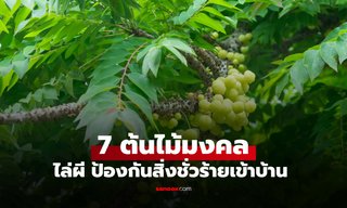 7 ต้นไม้มงคล ไล่ผี ปลูกป้องกันสิ่งชั่วร้าย ไม่ให้สิ่งอัปมงคลเข้าบ้าน