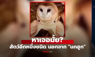 ขอท้าหาให้เจอ! สัตว์อีกตัวนอกจาก "นกฮูก" ให้เวลาแค่ 5 วินาที