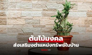 3 ต้นไม้มงคล วางใน "ตำแหน่งทรัพย์" เสริมโชคลาภให้ไหลมาไม่ขาดสาย