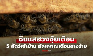 เปิด 5 สัตว์เข้าบ้าน สัญญาณเตือนลางร้าย ซินแสฮวงจุ้ยเตือน อย่ามองข้าม