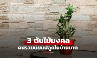 3 ต้นไม้มงคล แค่ "ชื่อก็รวยแล้ว" ยิ่งปลูกยิ่งดึงดูดทรัพย์เหมือนแม่เหล็ก คนรวยนิยมมาก