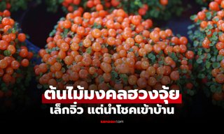 ต้นไม้มงคล เสริมฮวงจุ้ยบ้าน “เล็กจิ๋ว” แต่ช่วย “ดึงดูดโชค” ตลอดทั้งปี